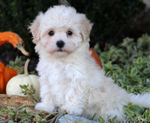 Pebbles Havachon
