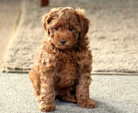 Pebbles Toy Goldendoodle