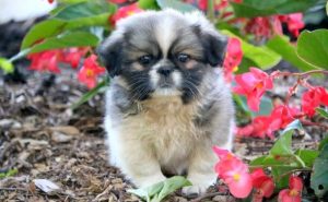 Pekingese