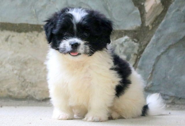 Pekingese Mix puppies for sale