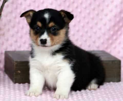 Penelope Corgi