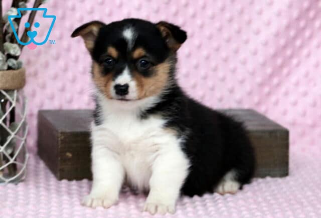 Penelope Corgi image