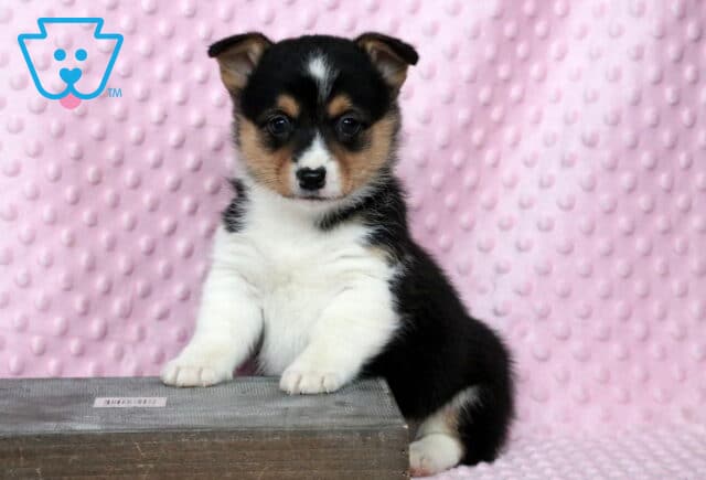 Penelope Corgi2 image