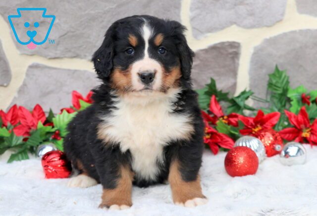 Penny Bernese Mountain Dog 1-001