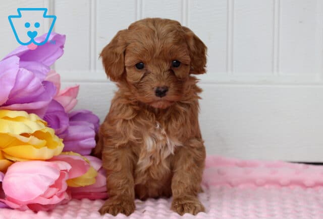 Penny Cockapoo image
