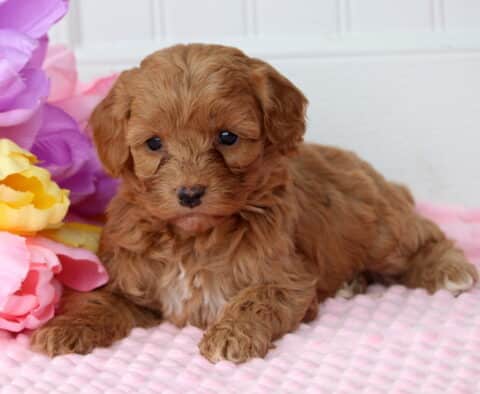Penny Cockapoo2