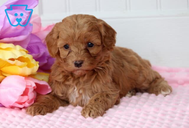 Penny Cockapoo2 image