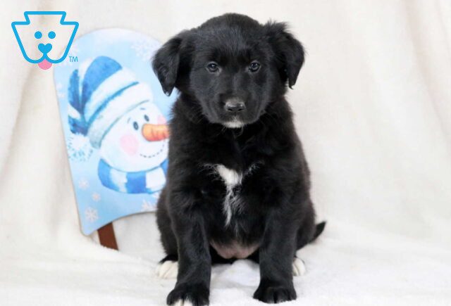 Penny Golden Mix image