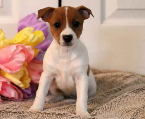Penny Jack Russell