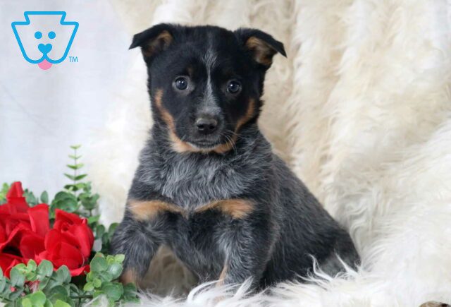 Pepper Blue Heeler