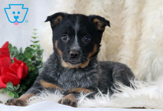 Pepper Blue Heeler2