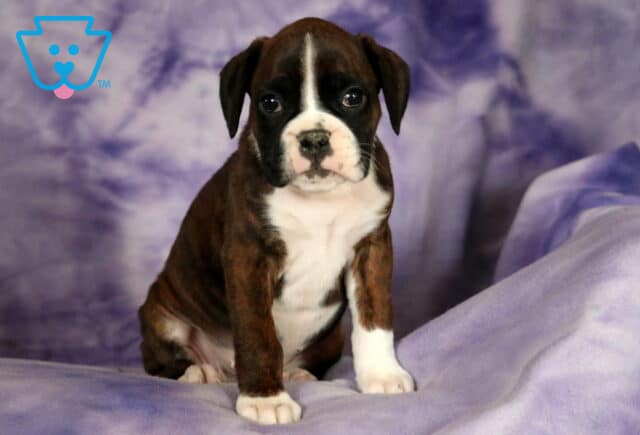 Pepper Boxer2 image