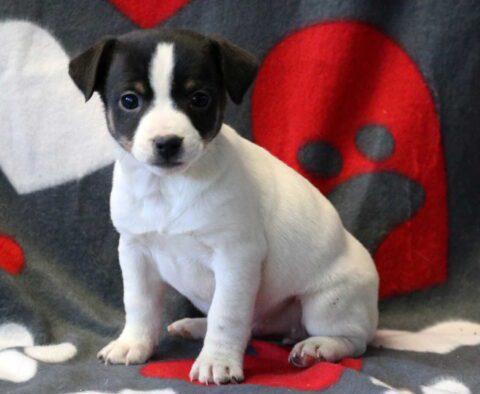 Pepper Jack Russell2