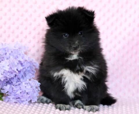 Pepper Pomsky