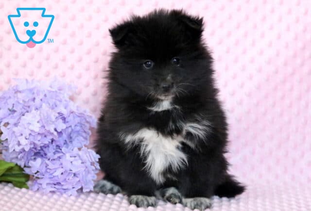 Pepper Pomsky image