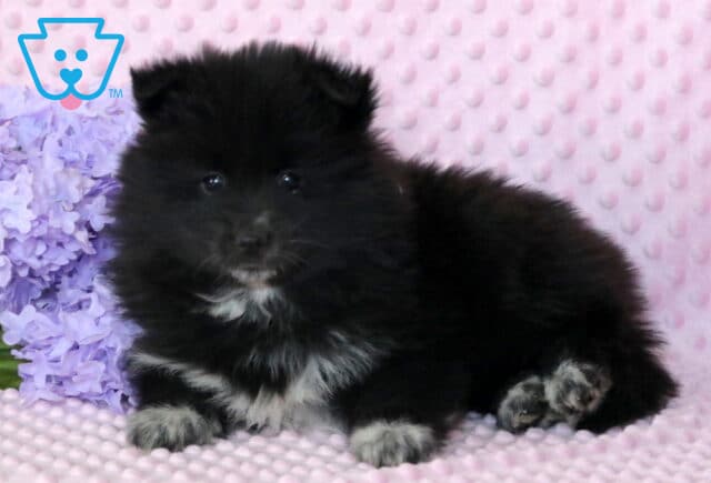 Pepper Pomsky2 image
