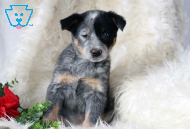 Pepsi Blue Heeler