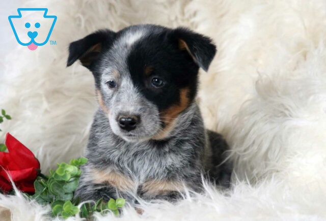 Pepsi Blue Heeler2