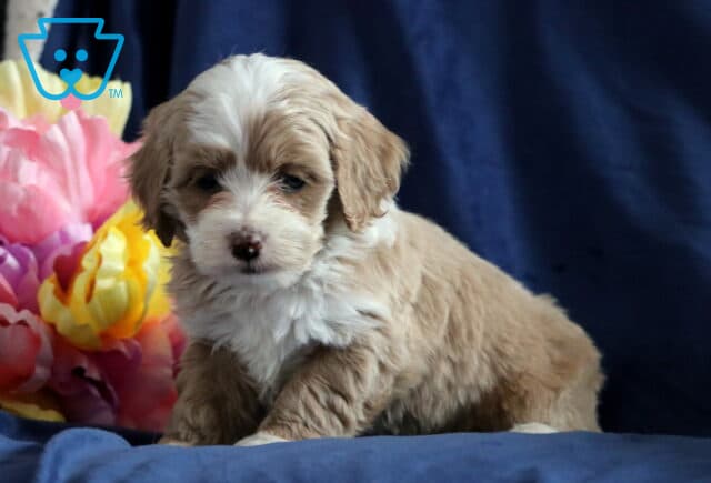 Percy Cockapoo image