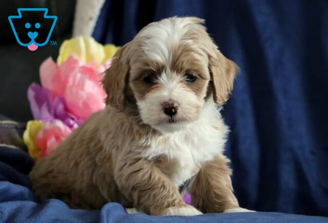 Percy Cockapoo2 image