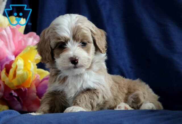 Percy Cockapoo3 image