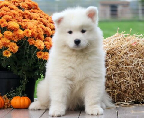 Percy Samoyed