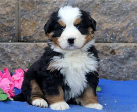 Perry Bernese