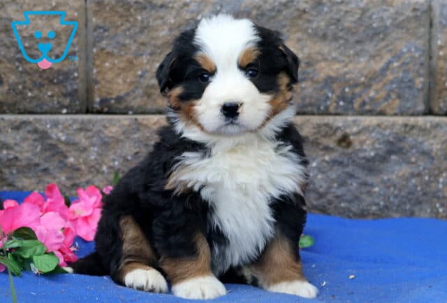 Perry Bernese image