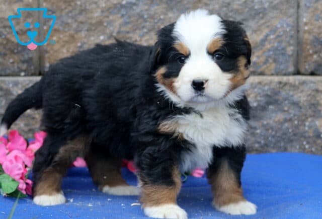Perry Bernese2 image