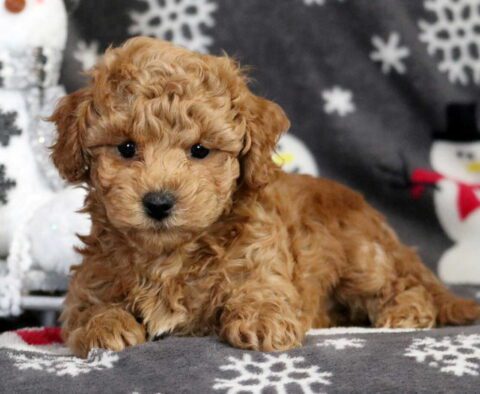 Perry Bichpoo