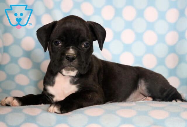 Petey Boxer image
