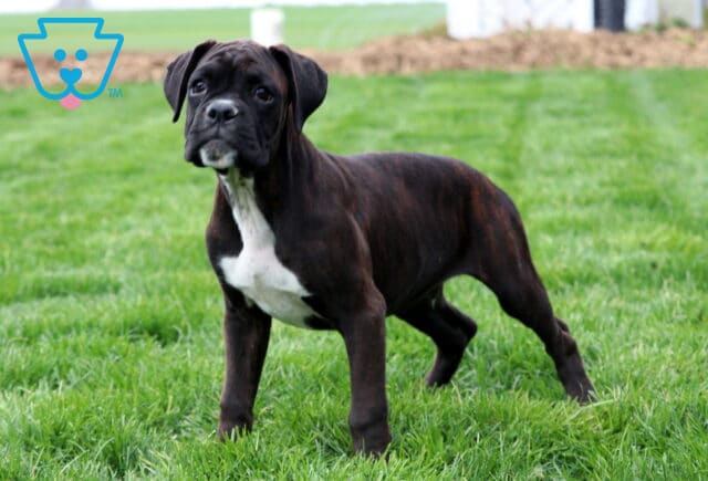 Petey Boxer Retake image
