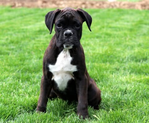 Petey Boxer Retake2