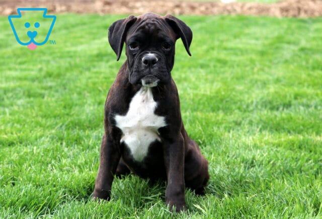 Petey Boxer Retake2 image
