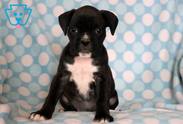 Petey Boxer2 image