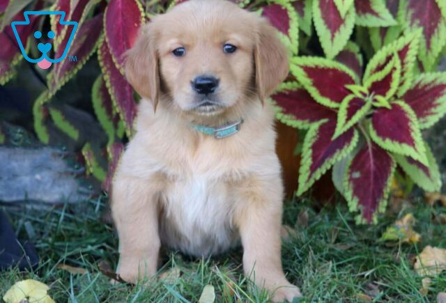 Petey Golden Retriever image