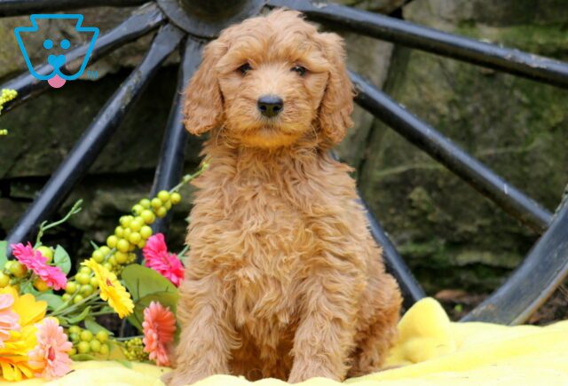 Phantom Mini Goldendoodle 1-001