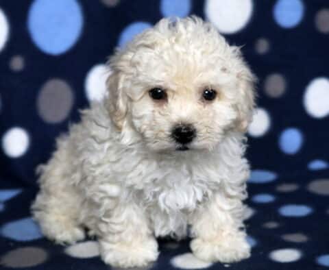 Phoenix Bichon