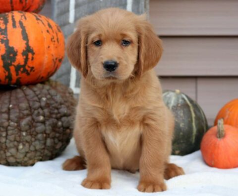 Pickle Goldendoodle