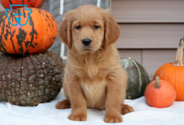 Pickle Goldendoodle image