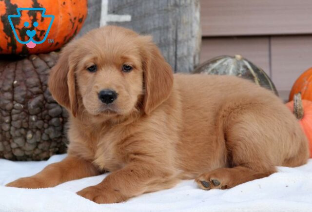 Pickle Goldendoodle2 image