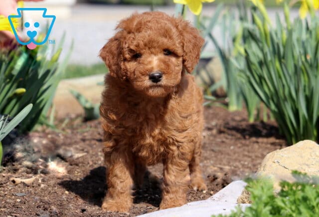 Pickles Mini Goldendoodle image