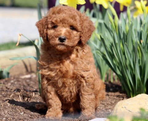 Pickles Mini Goldendoodle2