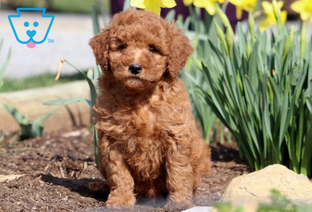 Pickles Mini Goldendoodle2 image