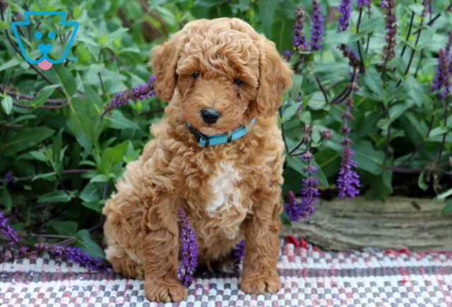 Pineapple Mini Poodle