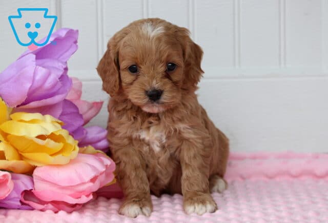 Piper Cockapoo image
