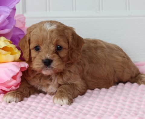Piper Cockapoo2