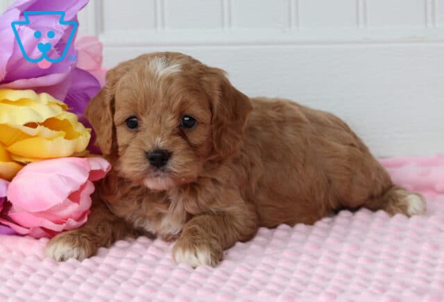 Piper Cockapoo2 image