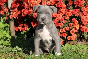 Pit Bull Mix