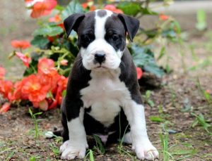 PitBull puppies for sale